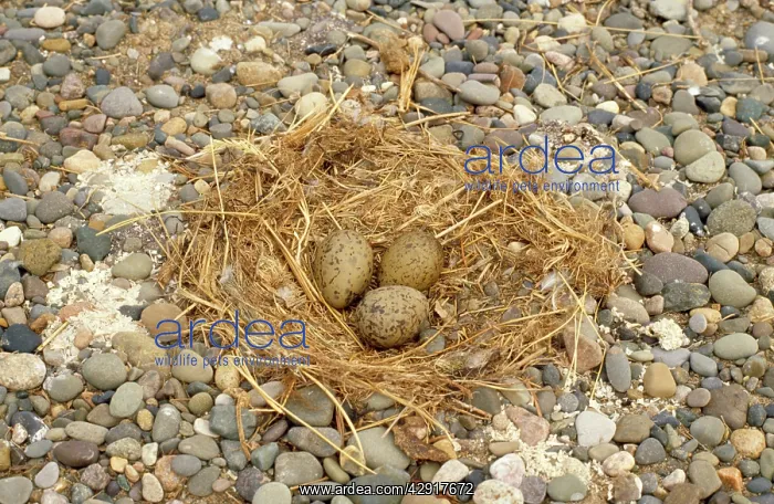 : Lesser Black-backed Gull - nest and eggs : Lesser Black-backed Gull - nest and eggs