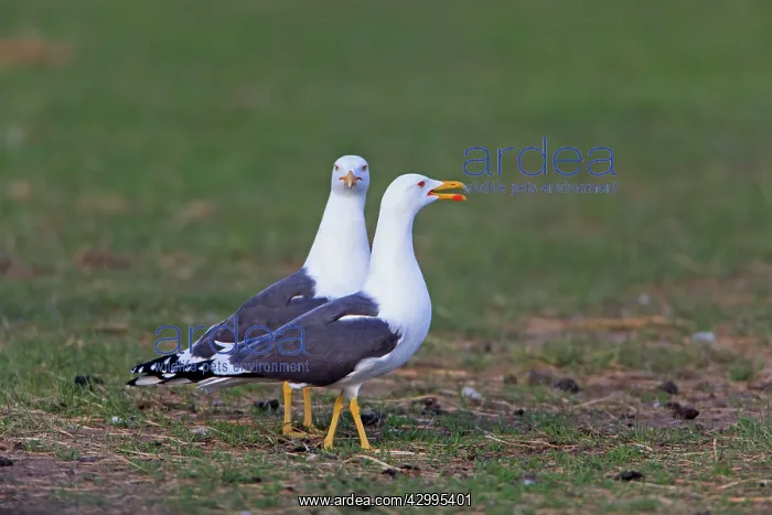 : Lesser Black-backed Gull - pair displaying Island : Lesser Black-backed Gull - pair displaying Island