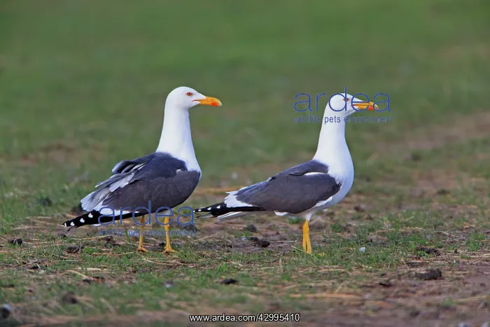 : Lesser Black-backed Gull - pair on meadow Island : Lesser Black-backed Gull - pair on meadow Island