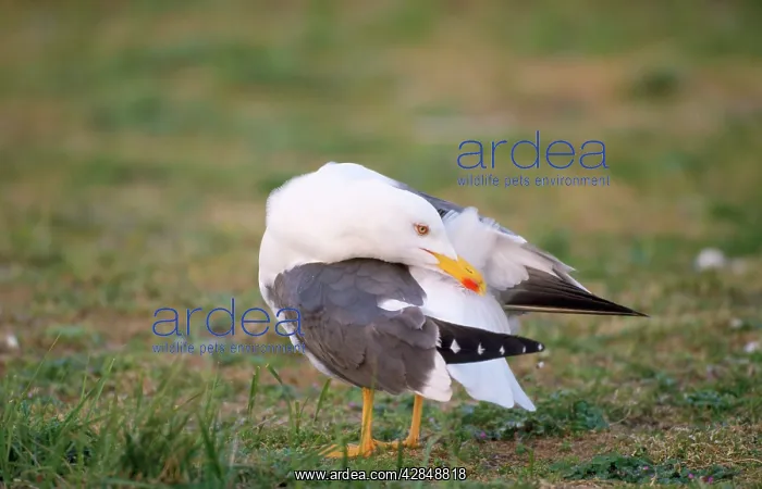 : Lesser Black-backed Gull - preening : Lesser Black-backed Gull - preening