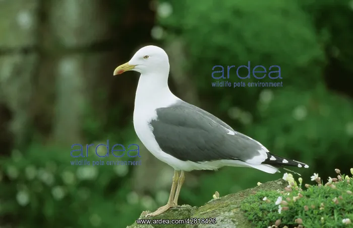 : Lesser Black-backed GULL - side profile : Lesser Black-backed GULL - side profile