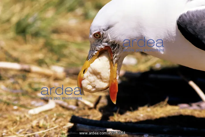 : Lesser Black-backed Gull - regurgitating food for chicks : Lesser Black-backed Gull - regurgitating food for chicks