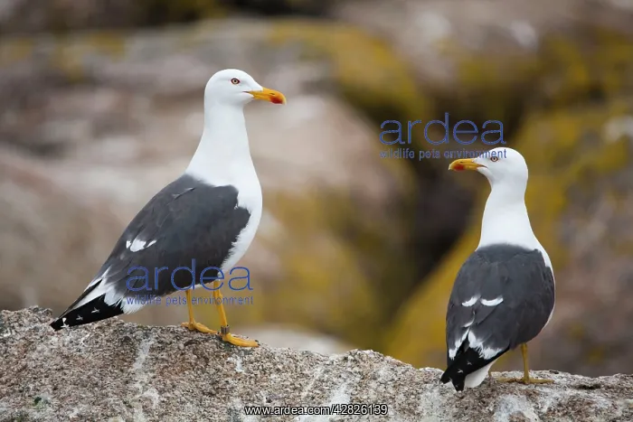 : Lesser Black Backed Gull - on a rock : Lesser Black Backed Gull - on a rock