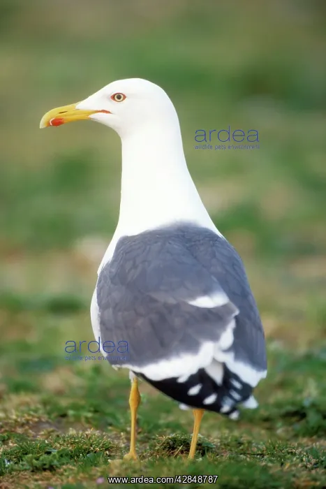 : Lesser Black-Backed Gull - single gull standing : Lesser Black-Backed Gull - single gull standing