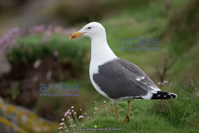 : Lesser Black Backed Gull - amongst thrift : Lesser Black Backed Gull - amongst thrift