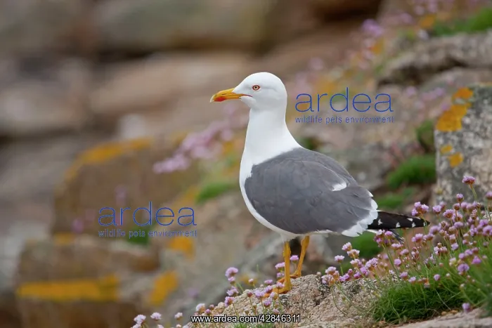 : Lesser Black Backed Gull - thrift at the coast : Lesser Black Backed Gull - thrift at the coast
