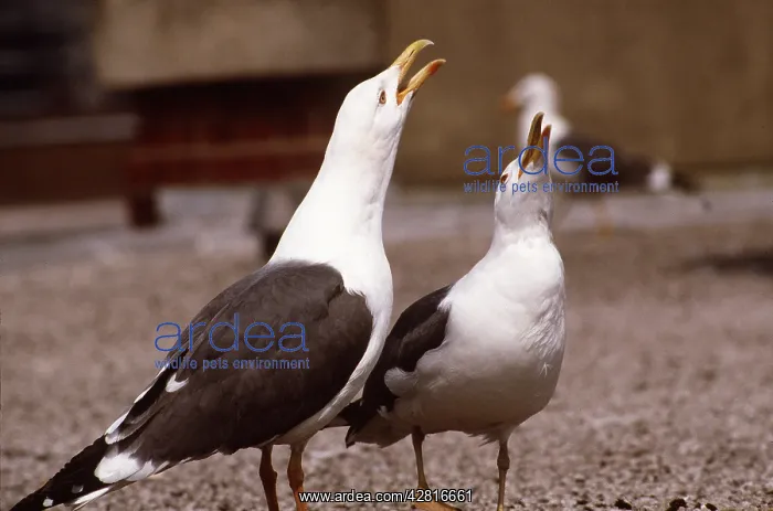 : Lesser Black-Backed Gull - two, calling duetting : Lesser Black-Backed Gull - two, calling duetting