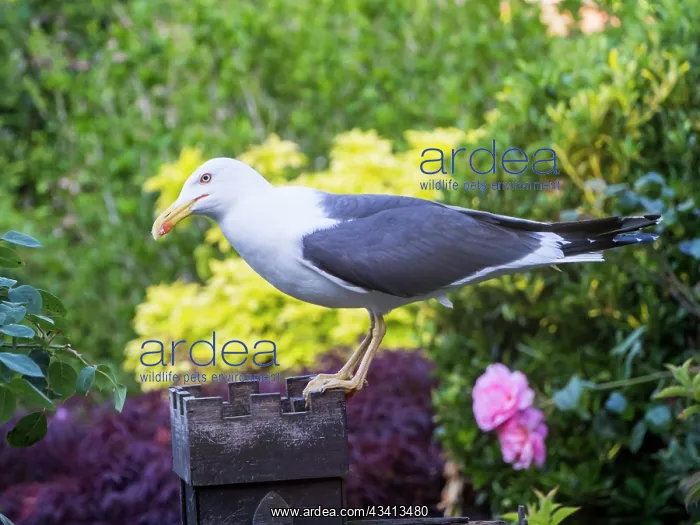 : Lesser Black Backed Gull - in urban garden - Birmingham UK : Lesser Black Backed Gull - in urban garden - Birmingham UK