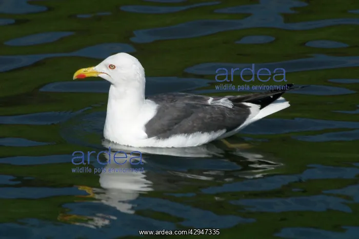 : Lesser Black-backed Gull - in water : Lesser Black-backed Gull - in water