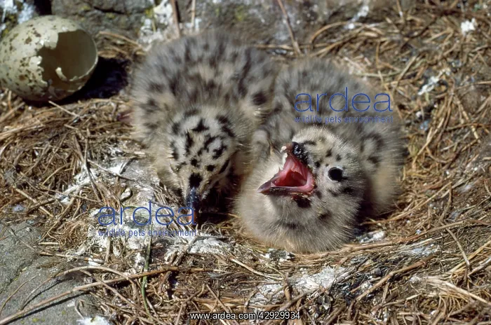  : Lesser Black-backed Gull - young in nest