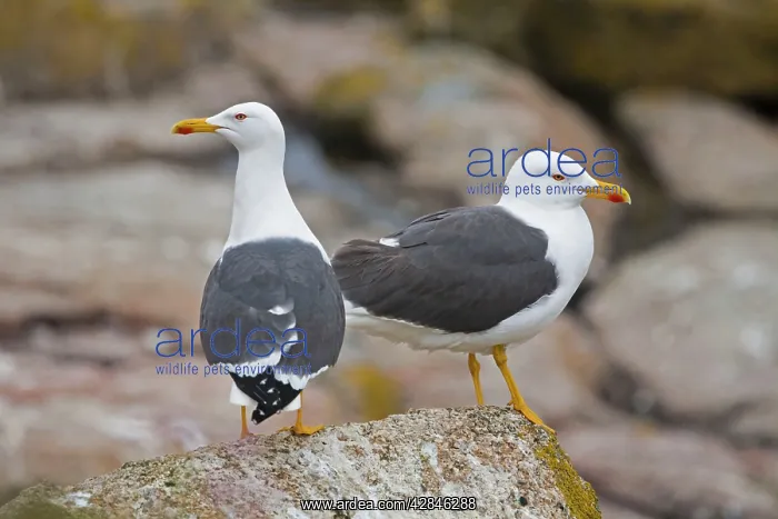 : Lesser Black Backed Gulls : Lesser Black Backed Gulls