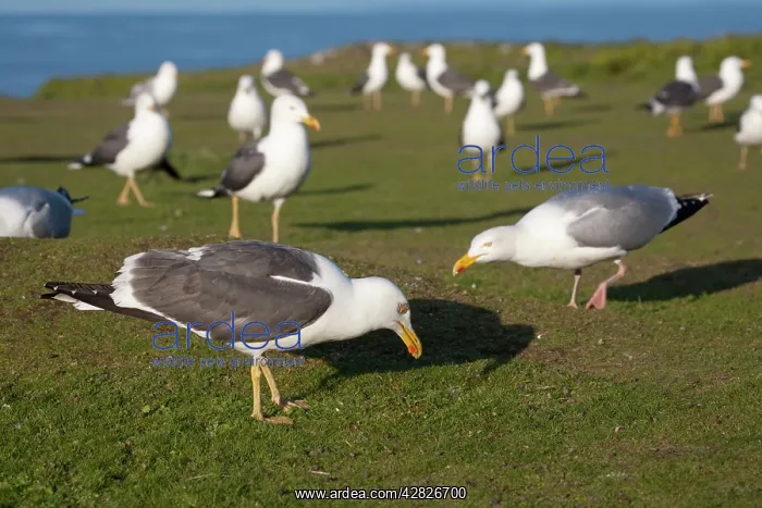 : Lesser Black Backed and Herring Gulls (Larus argentatus) : Lesser Black Backed and Herring Gulls (Larus argentatus)