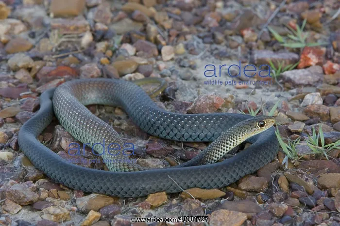 : Lesser Black Whipsnake : Lesser Black Whipsnake