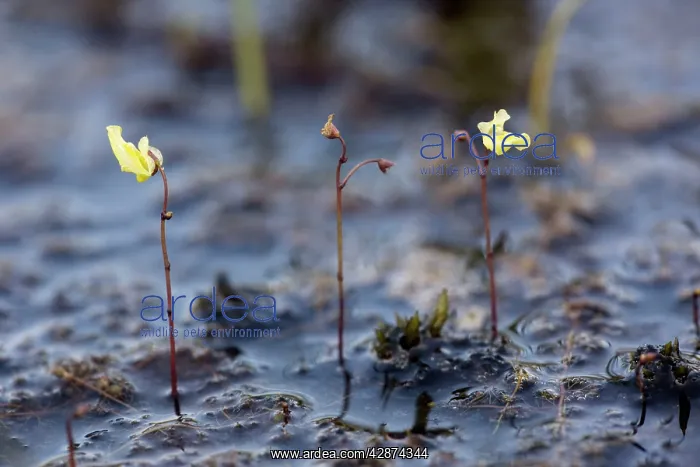 : Lesser bladderwort : Lesser bladderwort