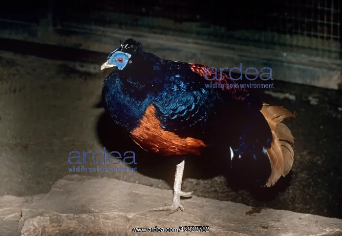 : Lesser Bornean Crested Fireback Pheasant - male : Lesser Bornean Crested Fireback Pheasant - male