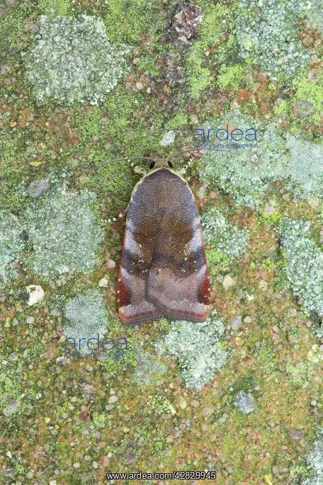 : Lesser Broad-Bordered Yellow Underwing Moth : Lesser Broad-Bordered Yellow Underwing Moth