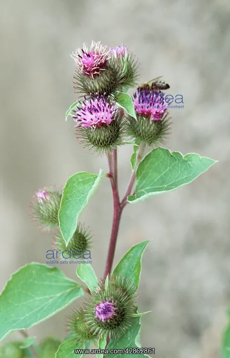  : LESSER BURDOCK