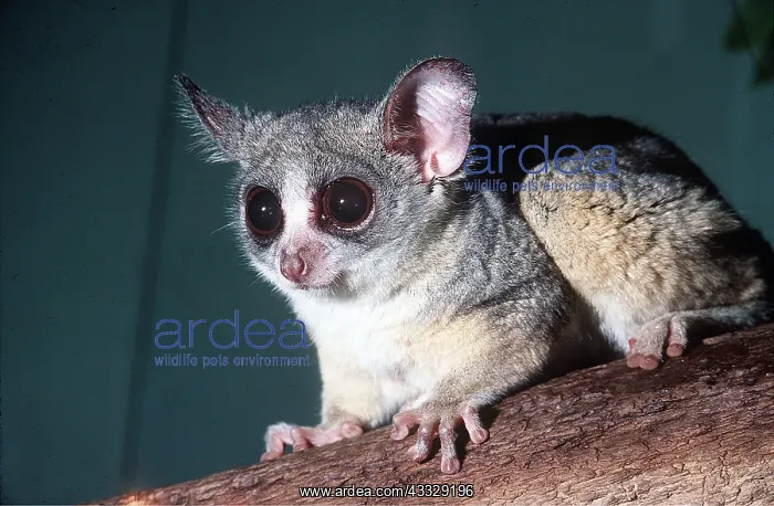 : LESSER BUSHBABY : LESSER BUSHBABY