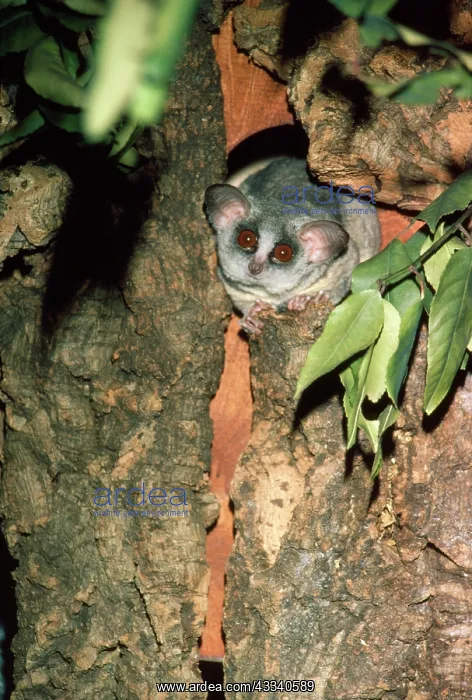  : LESSER BUSHBABY