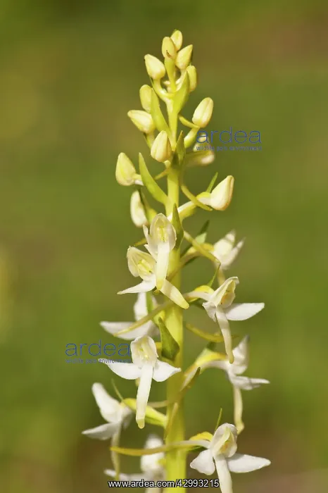 : Lesser buterfly orchid : Lesser buterfly orchid