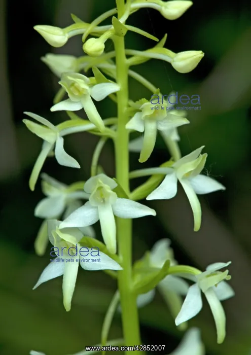 : Lesser butterfly orchid : Lesser butterfly orchid