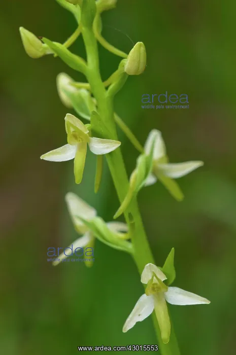: Lesser Butterfly-orchid : Lesser Butterfly-orchid