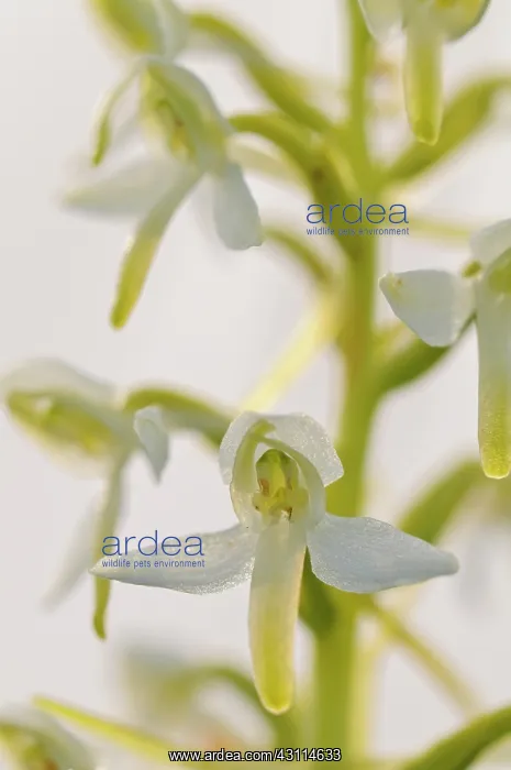 : Lesser Butterfly-orchid : Lesser Butterfly-orchid