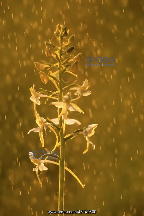 : Lesser Butterfly-orchid : Lesser Butterfly-orchid