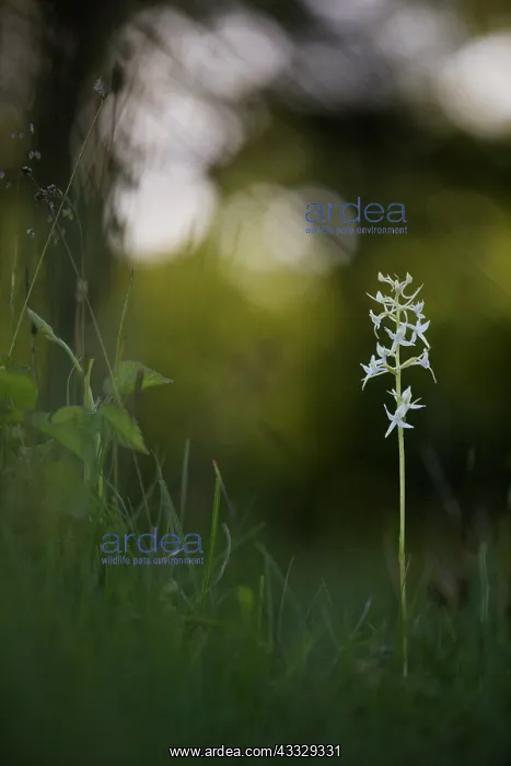 : Lesser Butterfly-orchid : Lesser Butterfly-orchid