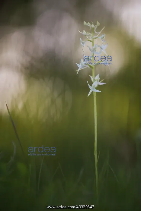 : Lesser Butterfly-orchid : Lesser Butterfly-orchid