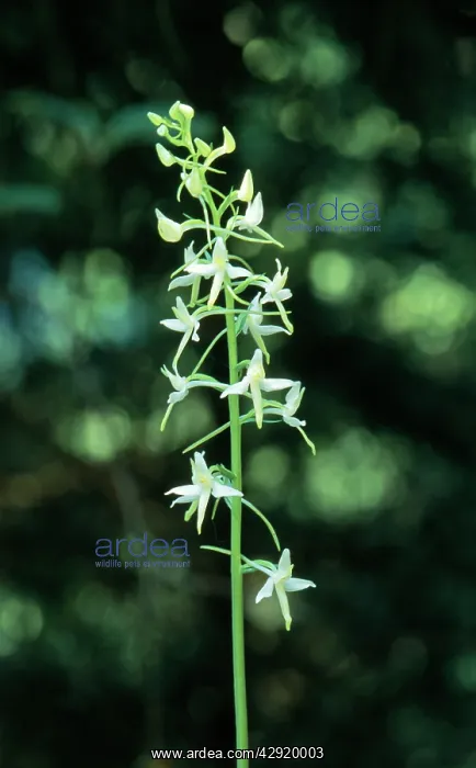 : Lesser butterfly ORCHID - in flower : Lesser butterfly ORCHID - in flower