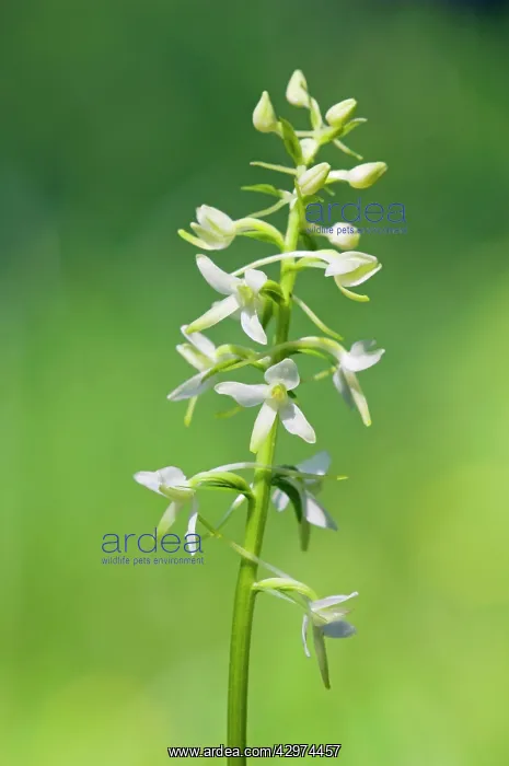 : Lesser Butterfly-Orchid - flowering wild plant : Lesser Butterfly-Orchid - flowering wild plant