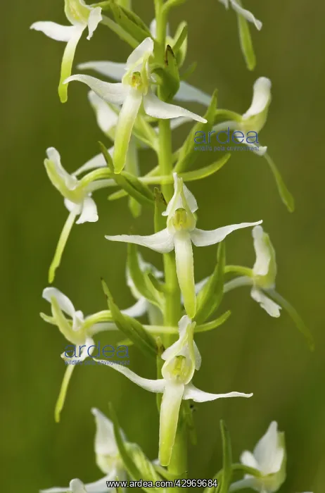 : Lesser Butterfly Orchids : Lesser Butterfly Orchids