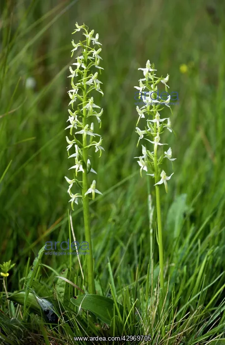 : Lesser Butterfly Orchids : Lesser Butterfly Orchids