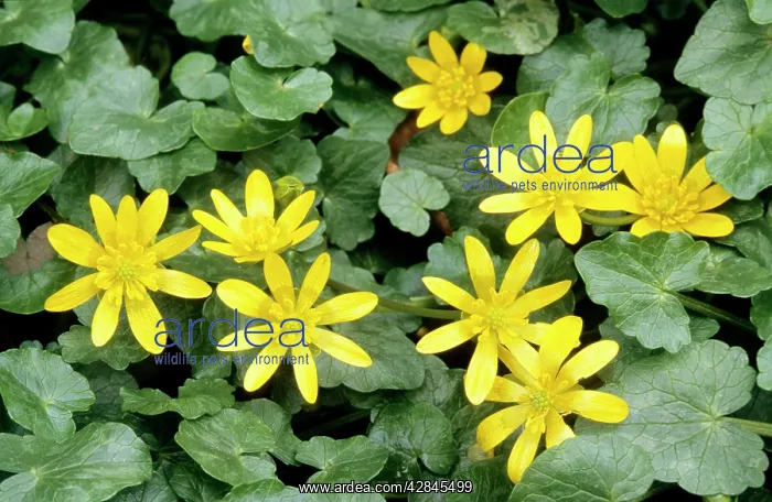 : Lesser Celandine : Lesser Celandine