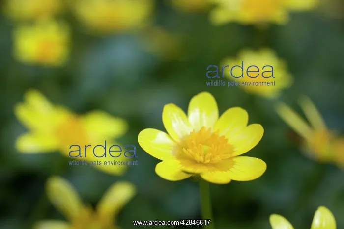 : Lesser Celandine : Lesser Celandine