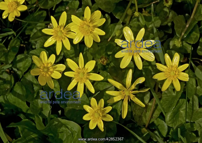 : Lesser celandine : Lesser celandine