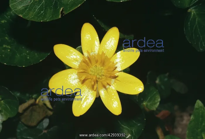 : Lesser CELANDINE : Lesser CELANDINE