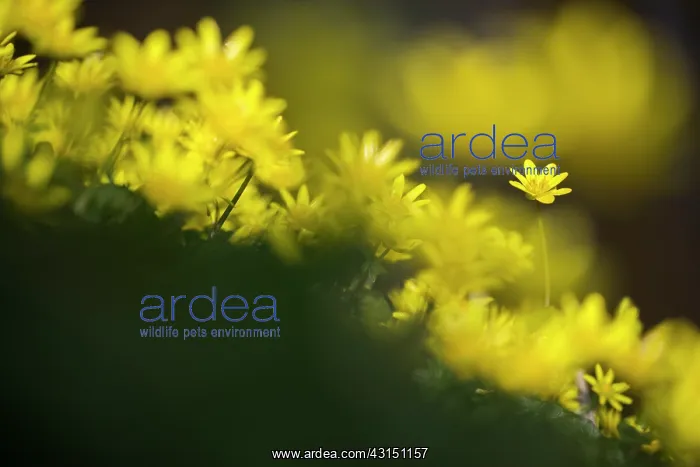 : Lesser Celandine : Lesser Celandine