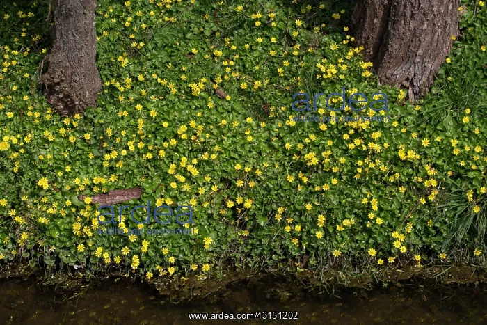 : Lesser Celandine : Lesser Celandine