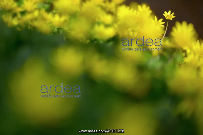 : Lesser Celandine : Lesser Celandine