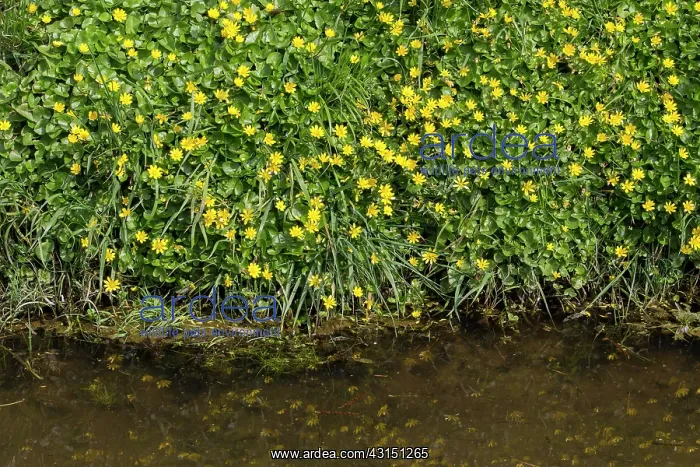 : Lesser Celandine : Lesser Celandine