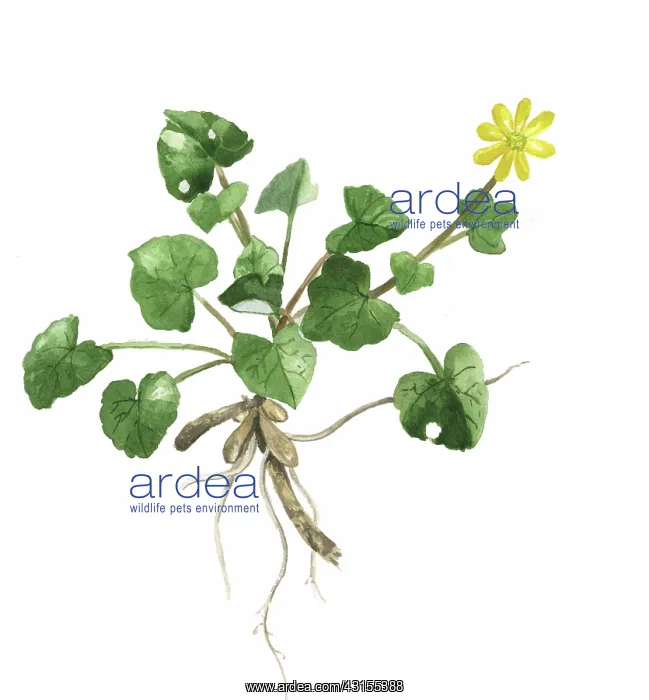 : Lesser Celandine : Lesser Celandine