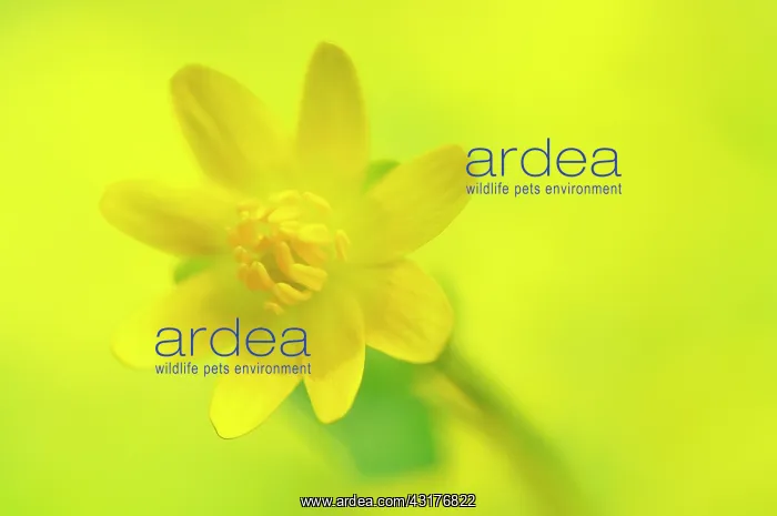: Lesser Celandine : Lesser Celandine