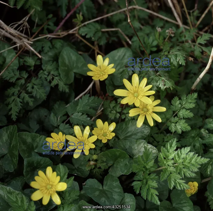 : Lesser Celandine : Lesser Celandine