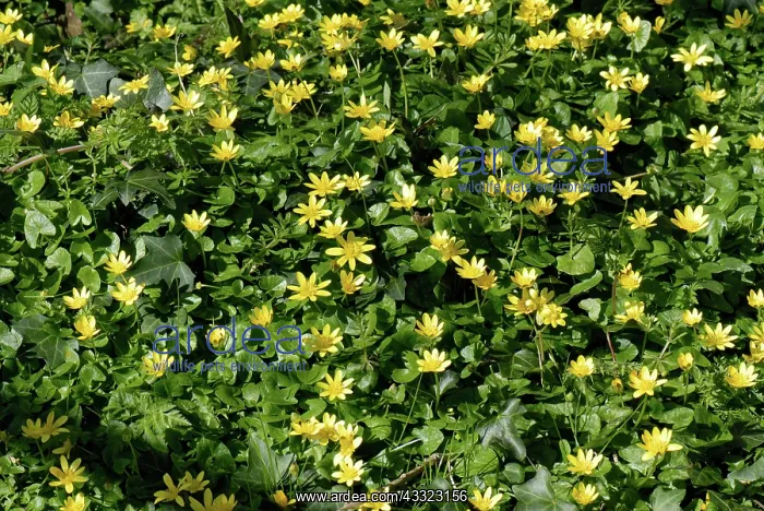  : Lesser celandine