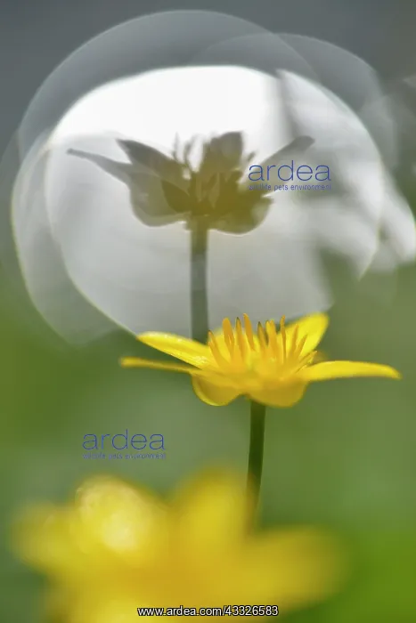 : Lesser Celandine : Lesser Celandine