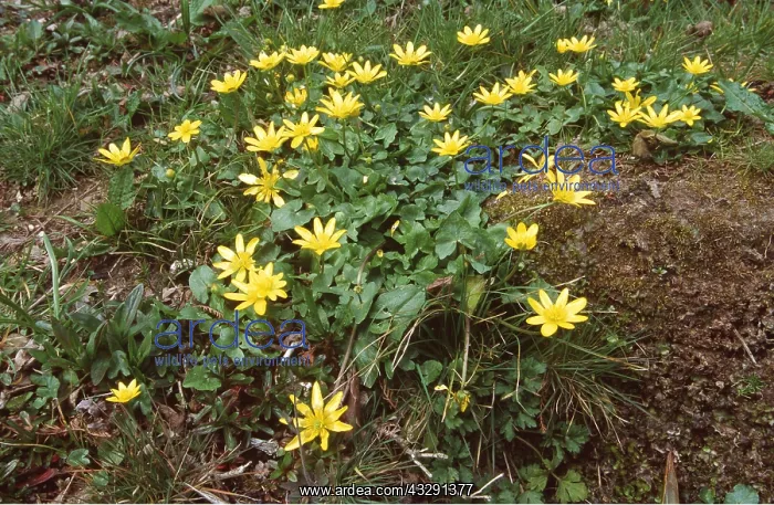 : Lesser CELANDINE on bank : Lesser CELANDINE on bank