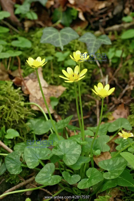 : Lesser CELANDINE - cluster of flowers : Lesser CELANDINE - cluster of flowers