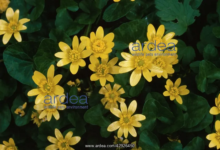 : Lesser CELANDINE - in flower : Lesser CELANDINE - in flower